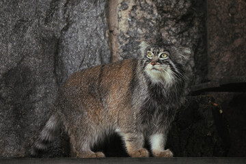 Beautiful Manul cat in the shadow of his den. Manul in zoo during the lunch time. Amazing wild cat. Otocolobus manul.