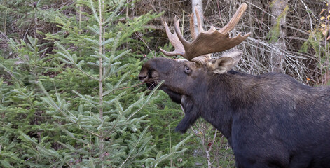 Moose Rutting Bull Moose with Impressive Antlers: A Classic Canadian Northern Ontario Wildlife Scene.  Alces Alces Wildlife Photography.