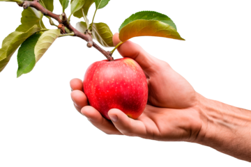 Close up shot of hand picking apple from branch over white transparent background