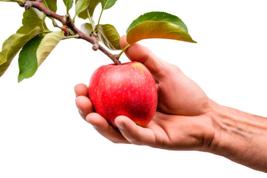 Close up shot of hand picking apple from branch over white transparent background