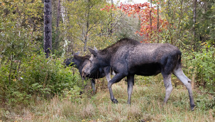 Moose, Alces Alces Northern Ontario's Serene Beauty: Moose Cow and Calf Grazing in Northern Ontario Park In Canada.  Canadian Wildlife Photography. 