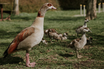 
The Egyptian Goose initially comes from Africa where it lives along subtropical rivers and lakes which are rich of nutrients.