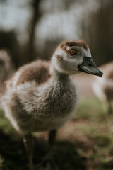 The Egyptian Goose initially comes from Africa where it lives along subtropical rivers and lakes which are rich of nutrients.