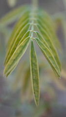 Close up of some leaves
