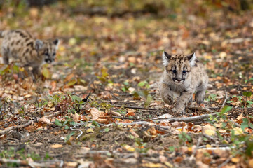 Naklejka na ściany i meble Cougar Kitten (Puma concolor) Runs Sibling in Background Autumn