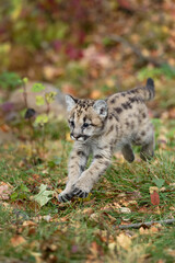 Cougar Kitten (Puma concolor) Jumps Forward Autumn