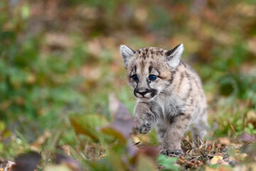 Cougar Kitten (Puma concolor) Runs Along Ground Autumn