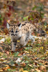 Cougar Kitten (Puma concolor) Makes Turn on Forest Floor Autumn