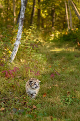 Cougar Kitten (Puma concolor) Walks Along Trail Alone Autumn
