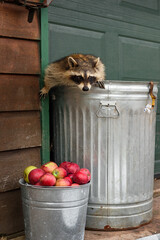 Raccoon (Procyon lotor) Crawls Out of Garbage Can