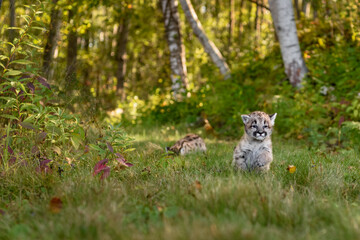 Cougar Kitten (Puma concolor) Runs Down Forest Trail Sibling Sniffs in Background Autumn