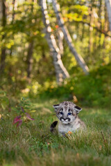 Cougar Kitten (Puma concolor) Sits With Ears Down on Forest Trail Autumn - 665240534