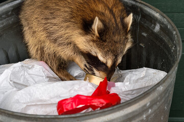 Raccoon (Procyon lotor) Eats Out of Can in Garbage