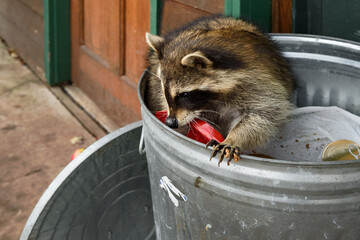 Raccoon (Procyon lotor) in Garbage Can Gnaws at Bag