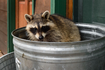 Raccoon (Procyon lotor) Looks Out From Inside of Garbage Can