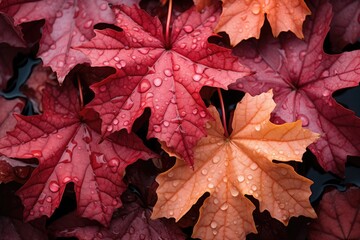 Naklejka na ściany i meble Crimson hues of autumn leaves in transition.