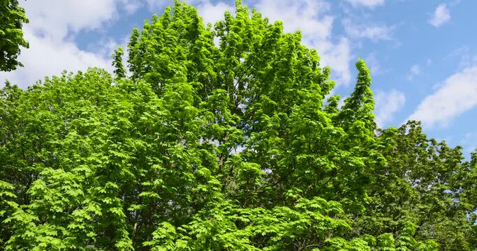 green foliage of maple trees in the spring season, deciduous maple trees with the first spring foliage of green color