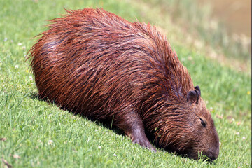 capybara (Hydrochoerus hydrochaeris). isolated, sleeping on grass