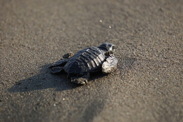 Baby turtle walking on the beach