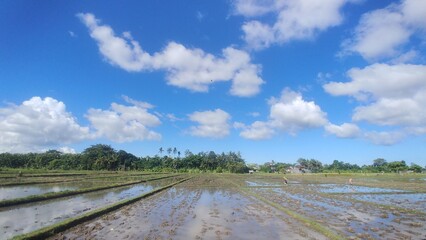 Farmers are planting rice in the rice field