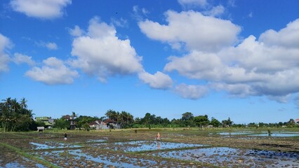 Farmers are planting rice in the rice field