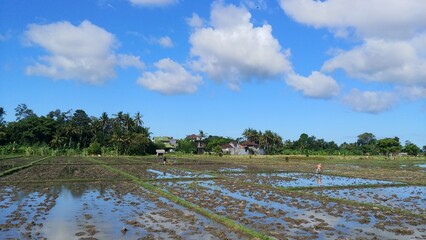 Farmers are planting rice in the rice field