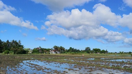 Farmers are planting rice in the rice field