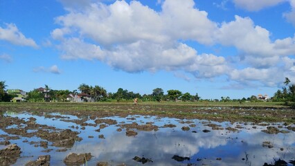 Farmers are planting rice in the rice field