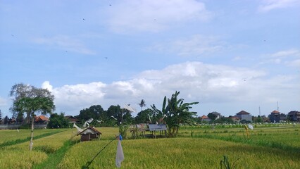 Farmers are planting rice in the rice field