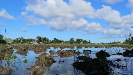 Farmers are planting rice in the rice field