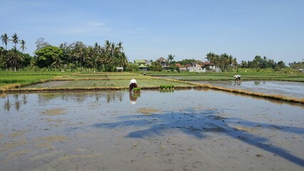 Farmers are planting rice in the rice field