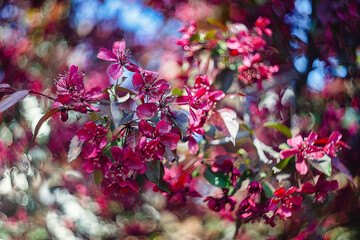 Magenda apple flowers on the branches of a blossoming tree in spring.
