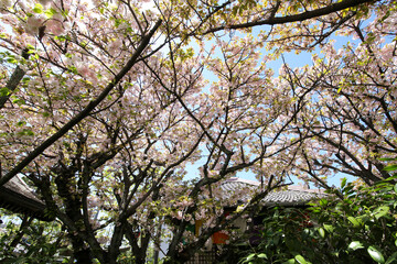 雨宝院境内に咲く桜の花