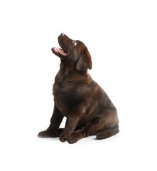 Cute chocolate Labrador Retriever puppy on white background