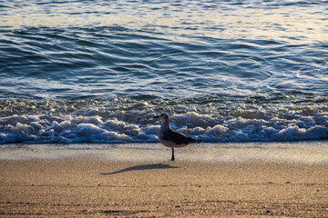 A small black and white bird standing on the silky brown sand at the beach with ocean waves rolling in at Bal Harbour Beach in Miami Beach Florida USA