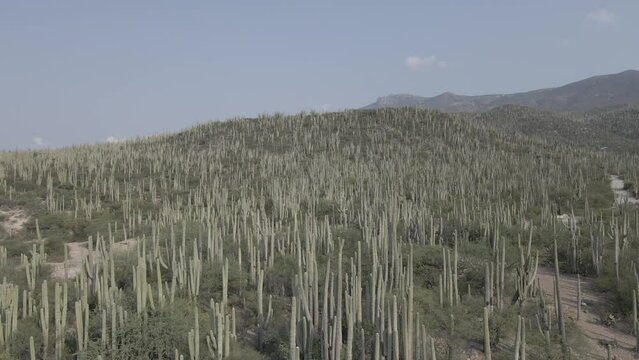 Biosphere reserve in Tehuacan Puebla, Mexico.