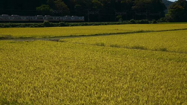 稲穂の実る伊吹山麓を走る313系普通列車 （東海道本線 近江長岡 - 柏原, 2023年10月）