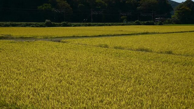 稲穂の実る伊吹山麓を走る313系普通列車 （東海道本線 近江長岡 - 柏原, 2023年10月）