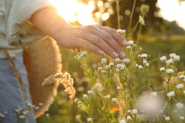 Fototapeta premium Woman walking through meadow and touching beautiful white flowers at sunset, closeup