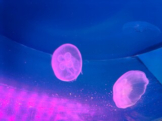 jellyfish in aquarium