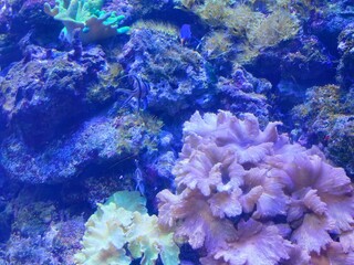 Corals
