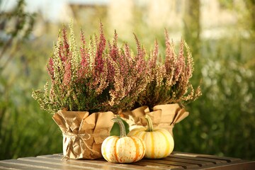 Beautiful heather flowers in pots and pumpkins on wooden table outdoors