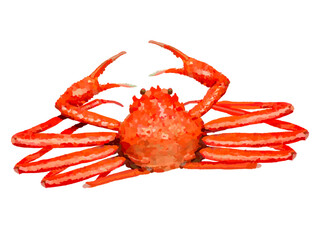 ズワイガニ（一杯） © あすなろ挿絵店