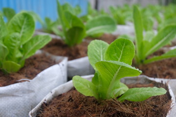 Fresh organic green cos lettuce growing on a natural farm. - 665261562