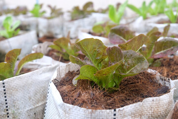 Fresh organic red cos lettuce growing on a natural farm. - 665261563