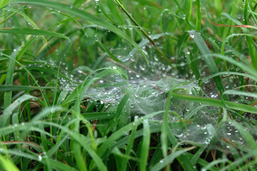 water drops on the green grass close up - 665261566