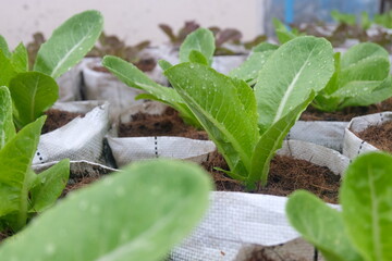Fresh organic green cos lettuce growing on a natural farm. - 665261568