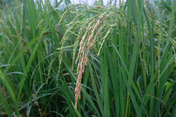 close up of paddy rice - 665261576