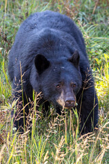 A Black Bear near the town of Whistler in British Columbia, Canada.