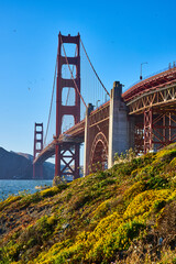 Yellow flowers on grassy hillside at base of Golden Gate Bridge